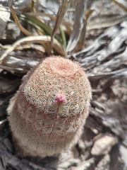 Echinocereus pectinatus pectinatus