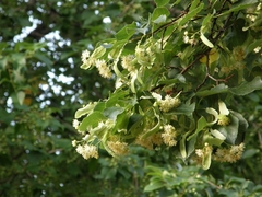 Tilia cordata
