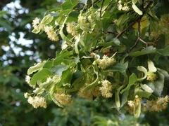Tilia cordata