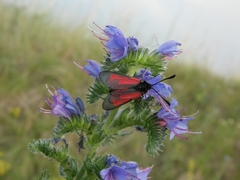 Zygaena purpuralis
