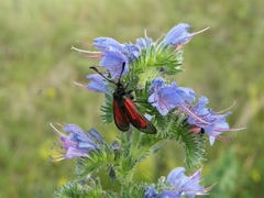 Zygaena purpuralis
