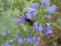 Zygaena purpuralis