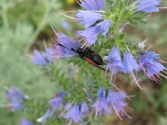 Zygaena purpuralis