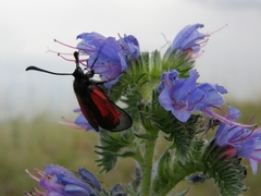 Zygaena purpuralis