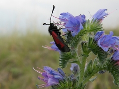 Zygaena purpuralis