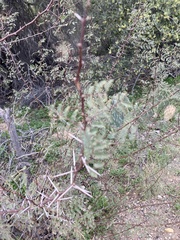 Vachellia constricta