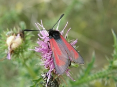 Zygaena purpuralis