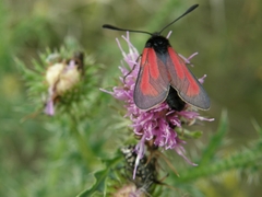 Zygaena purpuralis