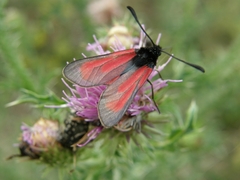 Zygaena purpuralis