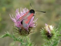 Zygaena purpuralis