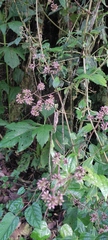 Alternanthera porrigens