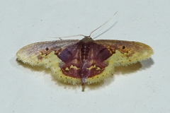 Idaea flavicosta