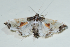 Neoleucinodes elegantalis
