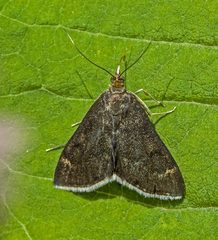 Pyrausta niveicilialis