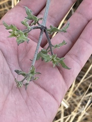 Bebbia atriplicifolia