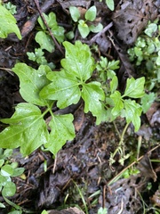 Cardamine angulata