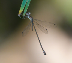 Lestes tenuatus