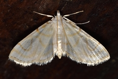 Neurophyseta