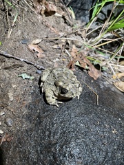 Anaxyrus californicus