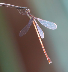 Lestes tenuatus