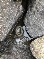 Anthopleura xanthogrammica