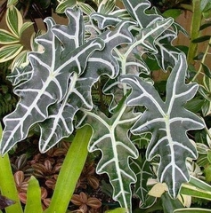 Alocasia amazonica