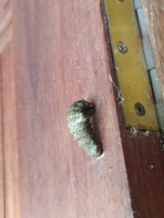 Heraclides anchisiades