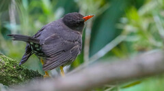 Turdus aurantius