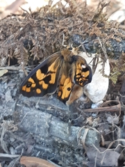 Heteronympha penelope