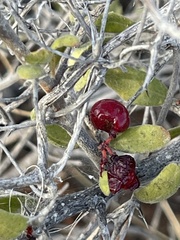 Castela peninsularis