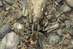 Ancylometes bogotensis