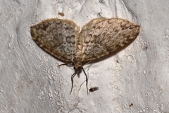 Psaliodes