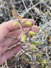 Castela peninsularis