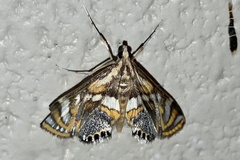 Margarosticha euprepialis