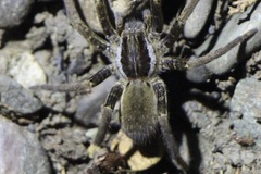 Ancylometes bogotensis