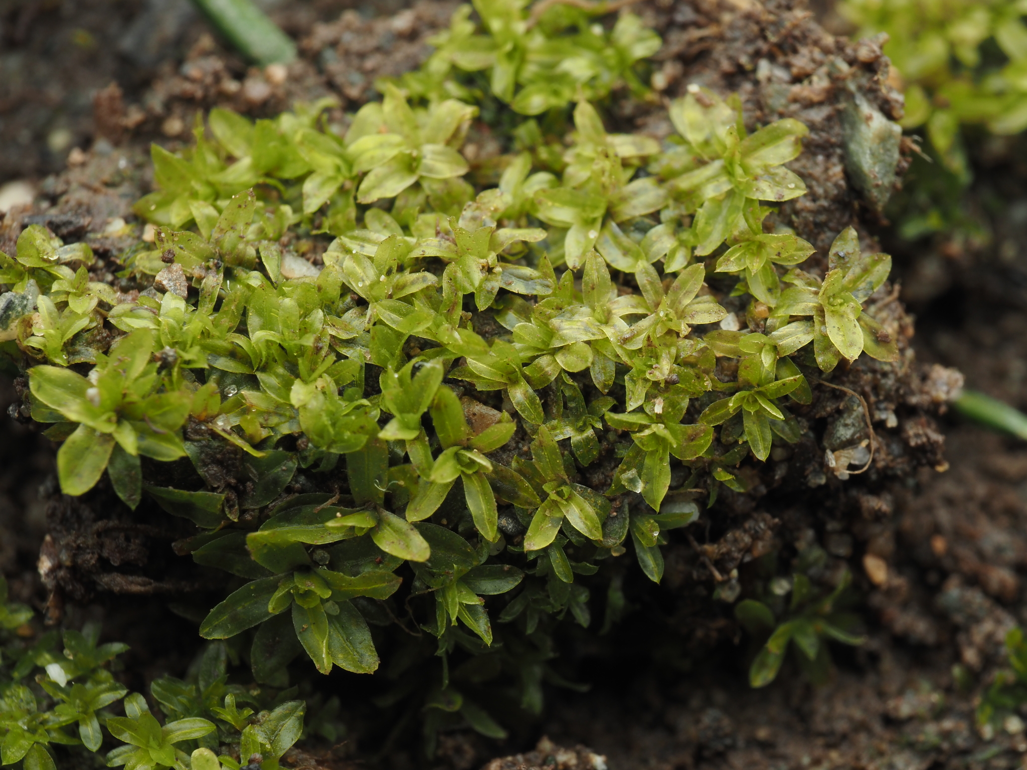 Hennediella stanfordensis