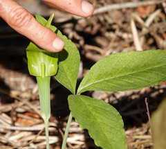 Arisaema acuminatum