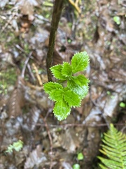 Rubus spectabilis