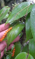 Pleurothallis truncata