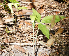 Arisaema acuminatum