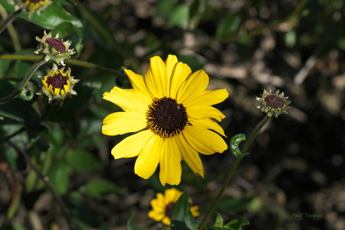 iNaturalist observation photo of California brittlebush