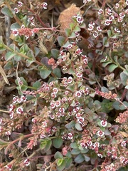 Euphorbia polycarpa