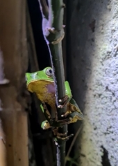 Phyllomedusa burmeisteri