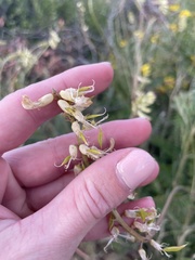 Astragalus trichopodus