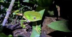 Phyllomedusa burmeisteri