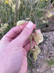 Astragalus trichopodus