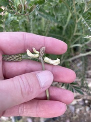 Astragalus trichopodus