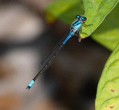 Enallagma cardenium