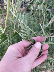 Astragalus trichopodus
