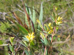 Penaea acutifolia
